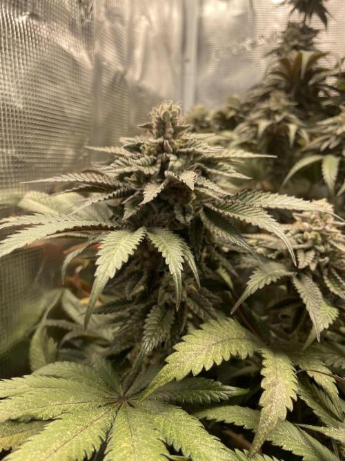 Slurricane. Week 19