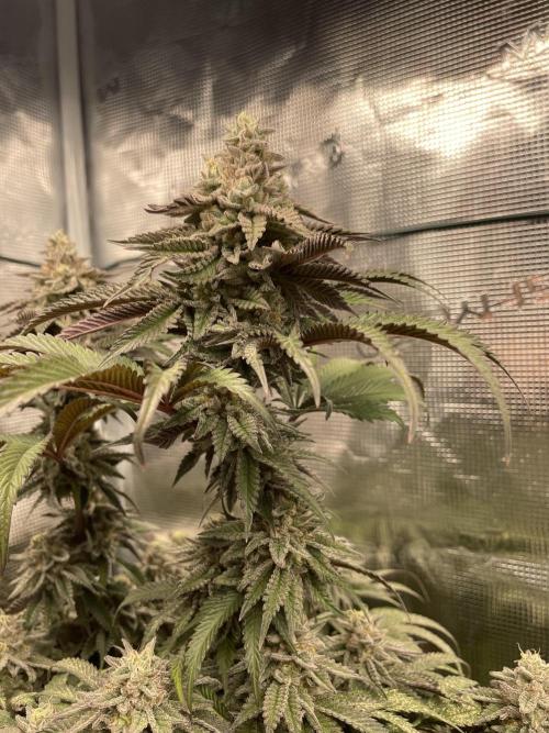Slurricane. Week 19