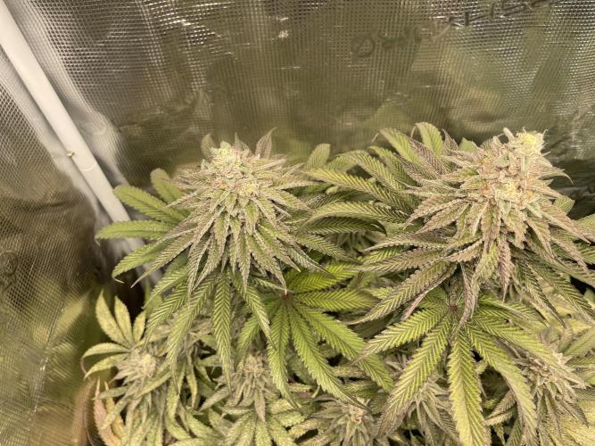 Slurricane. Week 19