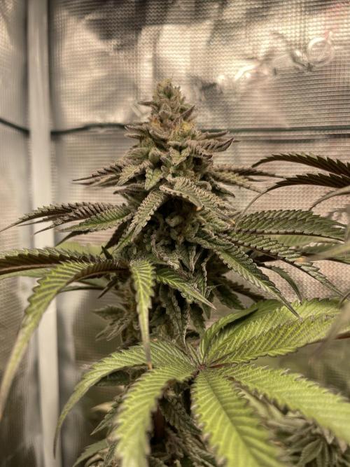 Slurricane. Week 19