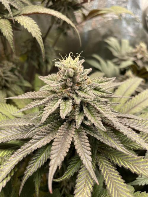 Slurricane. Week 19