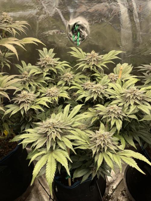 Atomic Blue Dream. Week 19