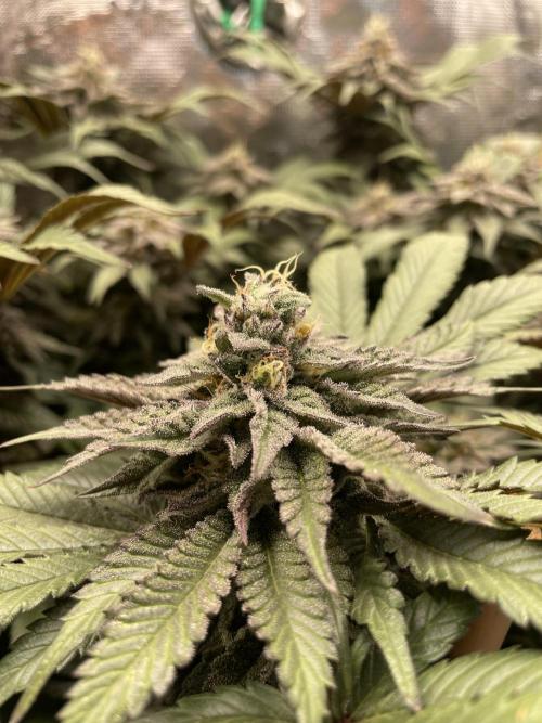 Atomic Blue Dream. Week 19