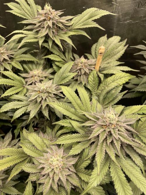 Atomic Blue Dream. Week 19
