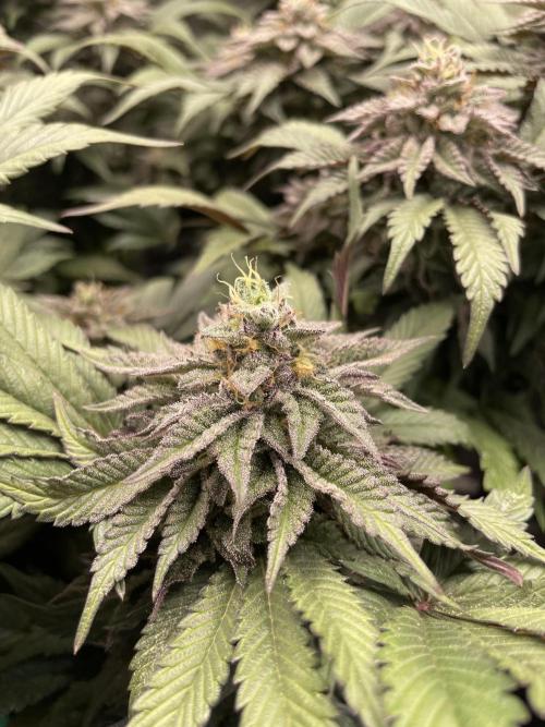 Atomic Blue Dream. Week 19