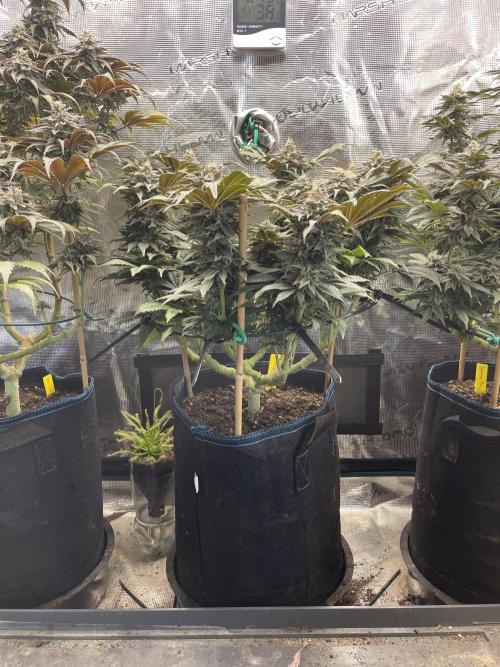 Atomic Blue Dream. Week 19
