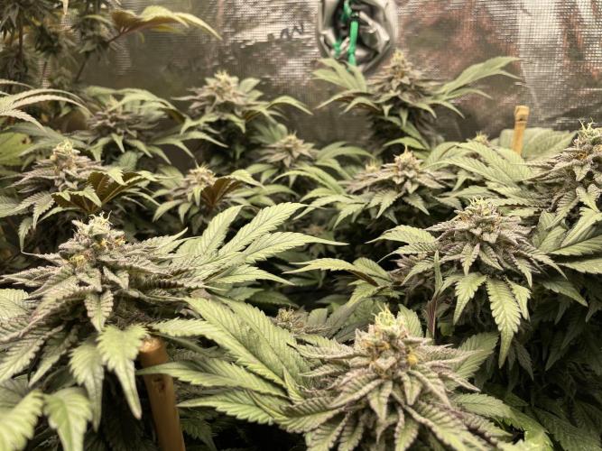 Atomic Blue Dream. Week 19