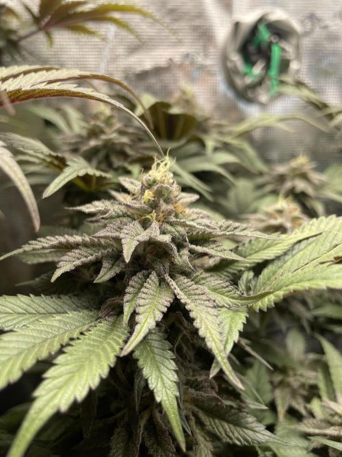 Atomic Blue Dream. Week 19