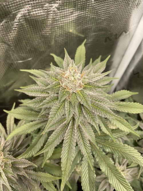 Jasmine Panna Cotta. Week 19