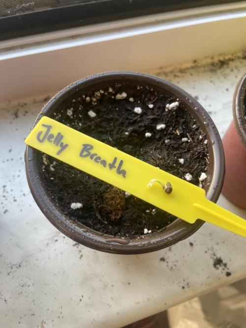 Jelly Breath. Week 0