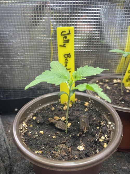 Jelly Breath. Week 1