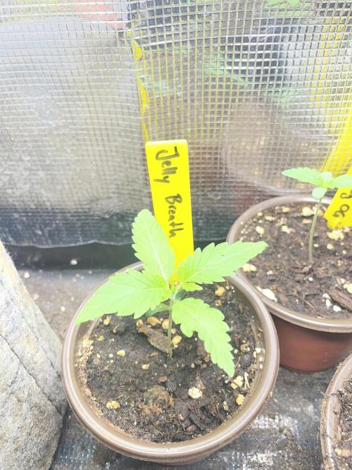 Jelly Breath. Week 1