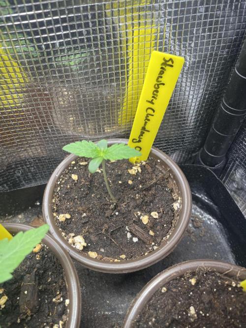 Strawberry Chemdawg OG. Week 1