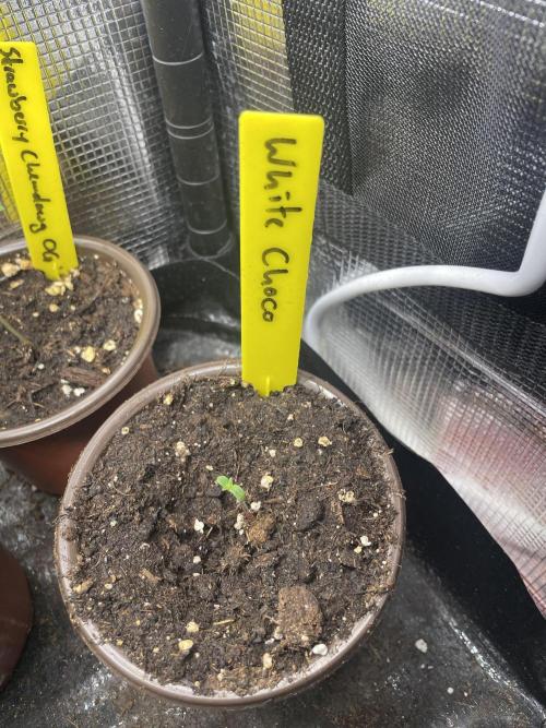 White Choco. Week 0