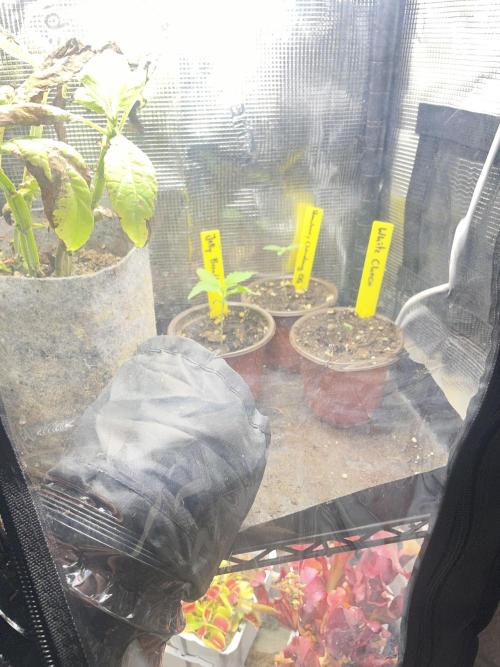 White Choco. Week 0