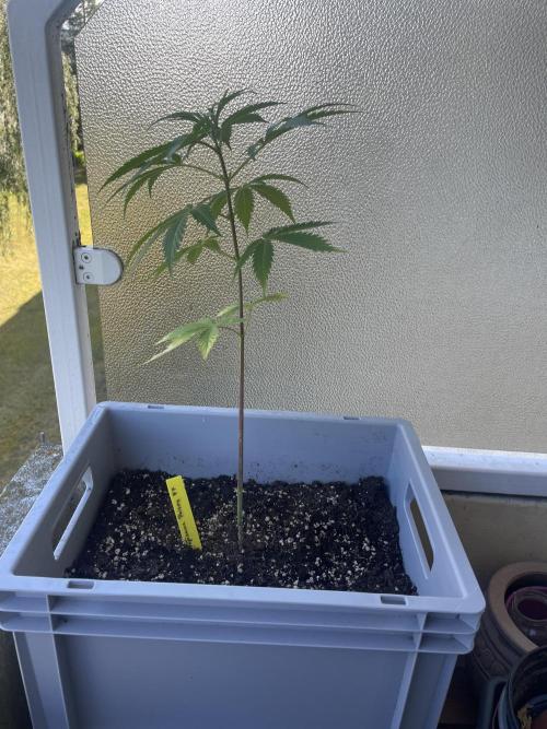 Tropicanna Poison. Week 6