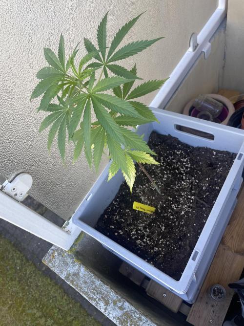Tropicanna Poison. Week 6