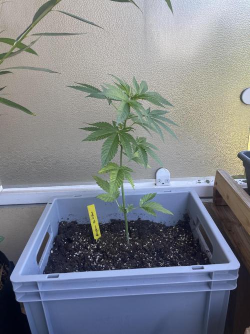 Alaskan Do-Si-Dos. Week 6