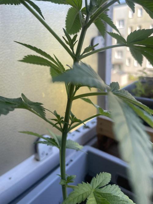 Alaskan Do-Si-Dos. Week 6