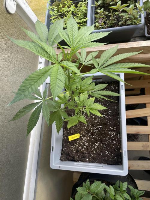 Alaskan Do-Si-Dos. Week 7