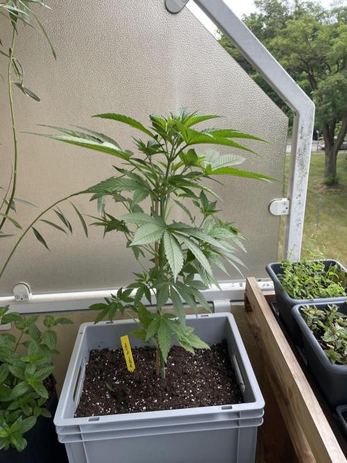 Alaskan Do-Si-Dos. Week 8