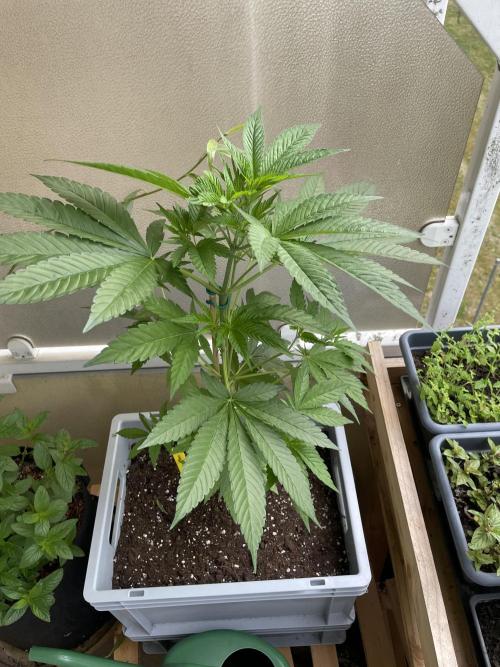 Alaskan Do-Si-Dos. Week 8