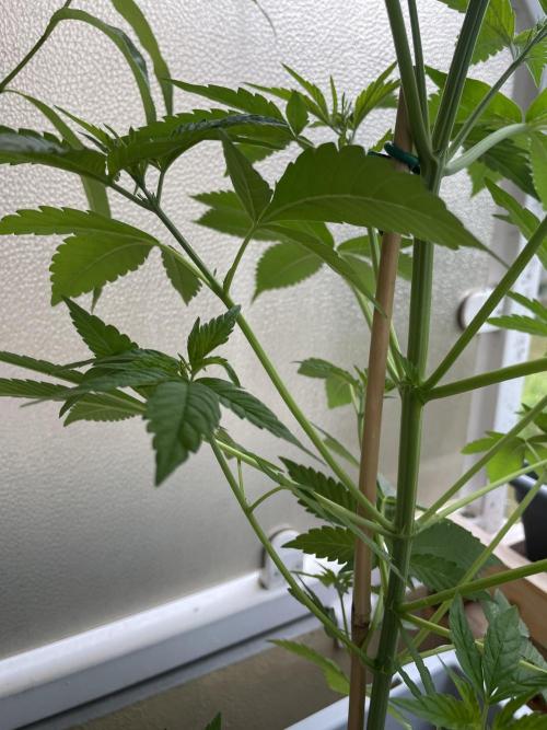 Alaskan Do-Si-Dos. Week 8