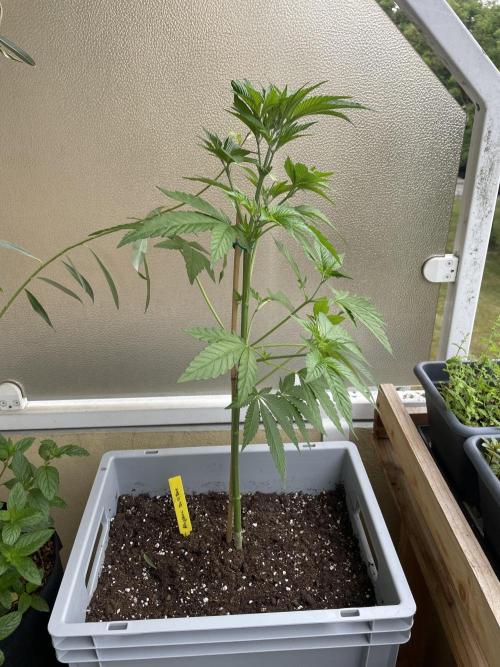 Alaskan Do-Si-Dos. Week 8