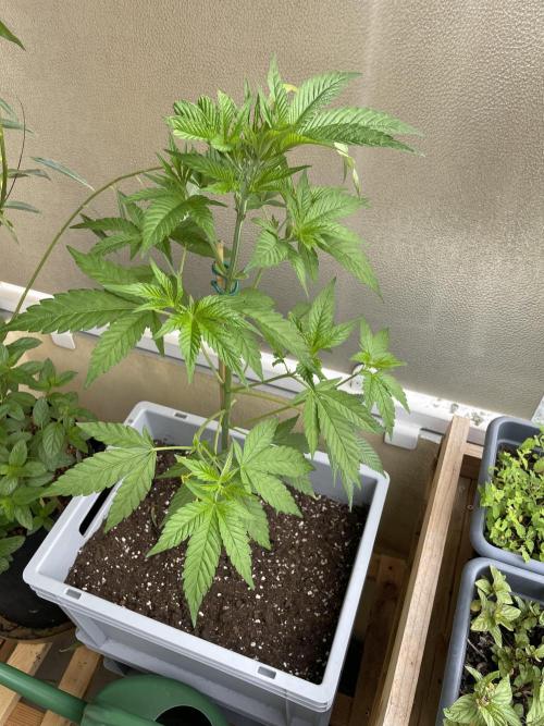 Alaskan Do-Si-Dos. Week 8
