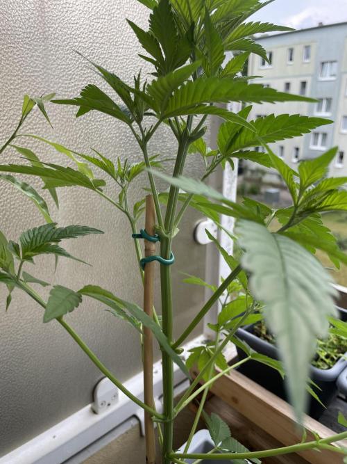 Alaskan Do-Si-Dos. Week 8
