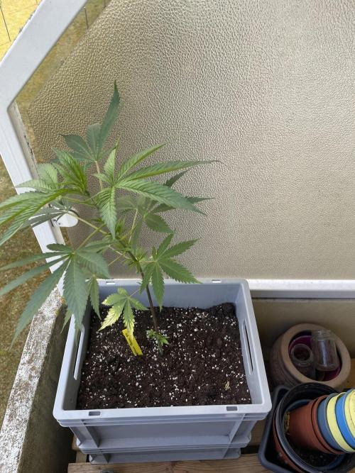 Tropicanna Poison F1 Fast Version. Week 7