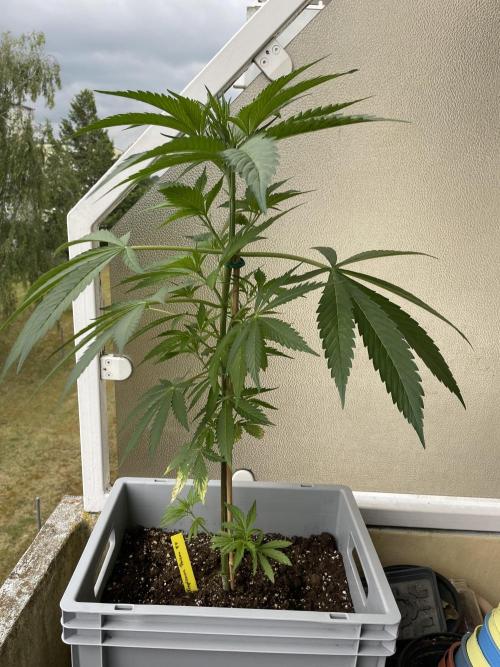 Tropicanna Poison. Week 8