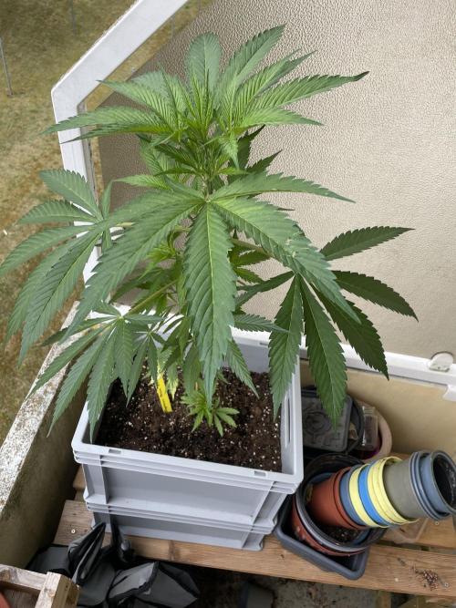 Tropicanna Poison. Week 8