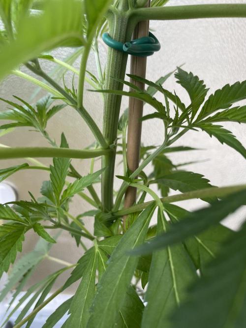 Tropicanna Poison. Week 8