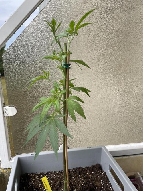 Tropicanna Poison. Week 8
