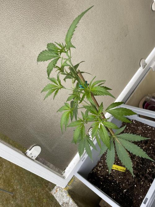 Tropicanna Poison. Week 8