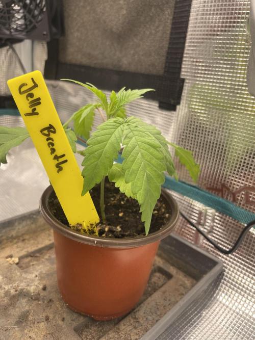 Jelly Breath. Week 2