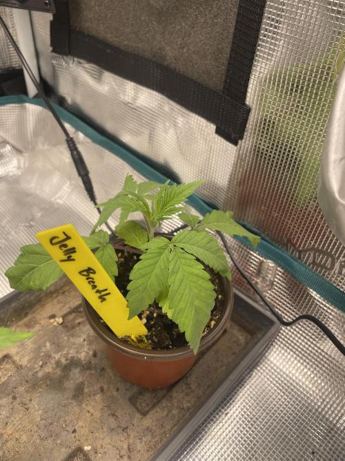 Jelly Breath. Week 2