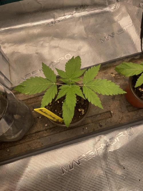 Strawberry Chemdawg OG. Week 2