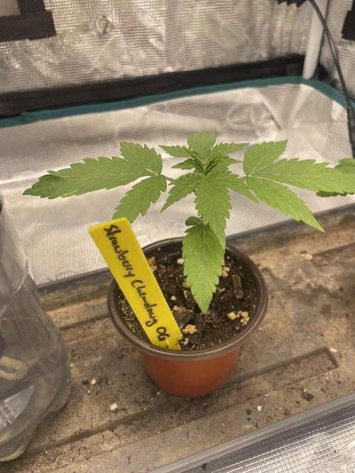 Strawberry Chemdawg OG. Week 2