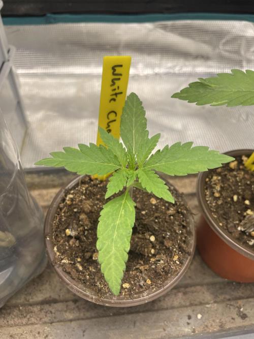 White Choco. Week 1