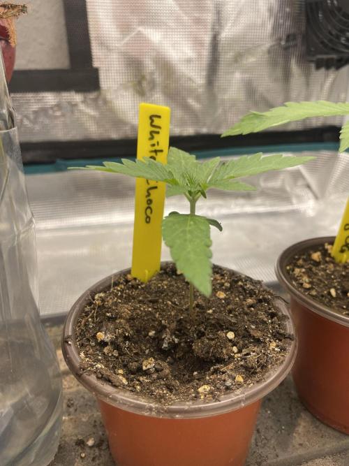 White Choco. Week 1