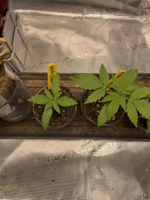 Grow Tent 120x60x180cm (4'x2'x6'). Week 1