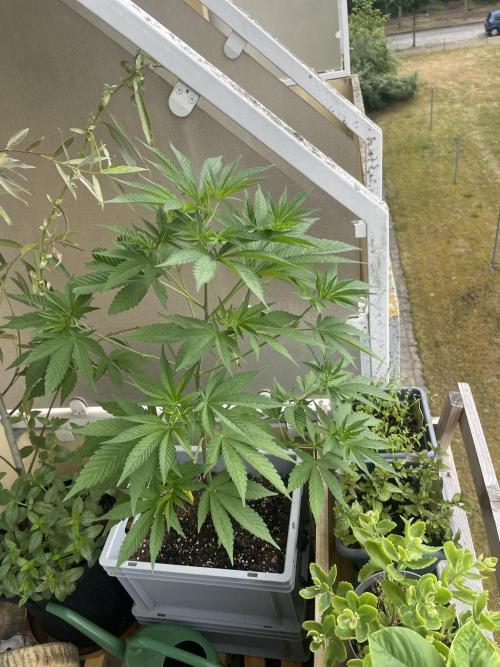 Alaskan Do-Si-Dos. Week 9