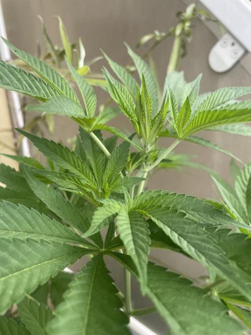 Alaskan Do-Si-Dos. Week 9