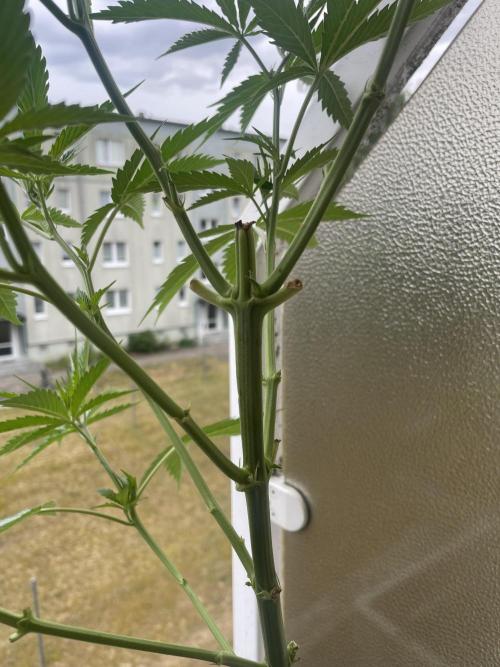 Tropicanna Poison. Week 9
