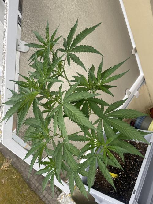 Tropicanna Poison. Week 9