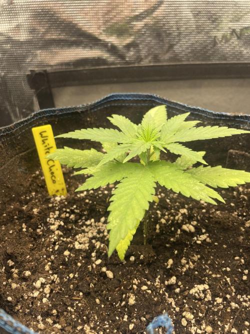 White Choco. Week 2