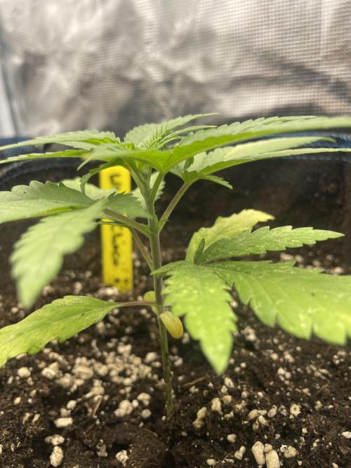White Choco. Week 2