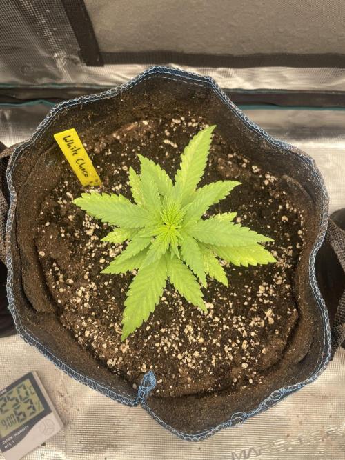Grow Tent 120x60x180cm (4'x2'x6'). Week 2